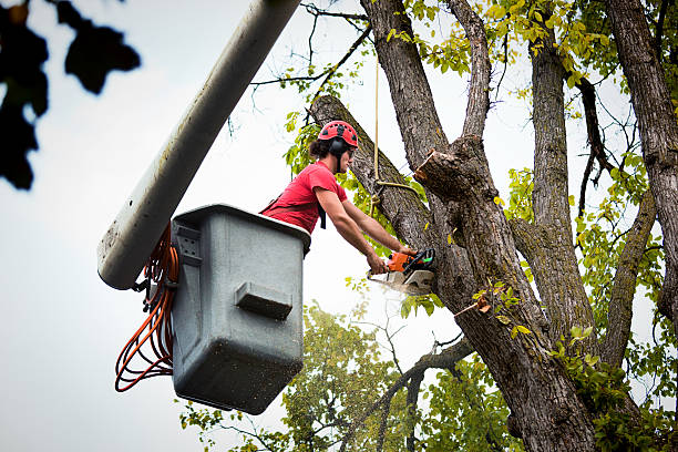 How Our Tree Care Process Works  in  Vamo, FL